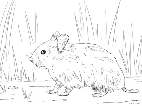 Syrian Hamster Coloring Page